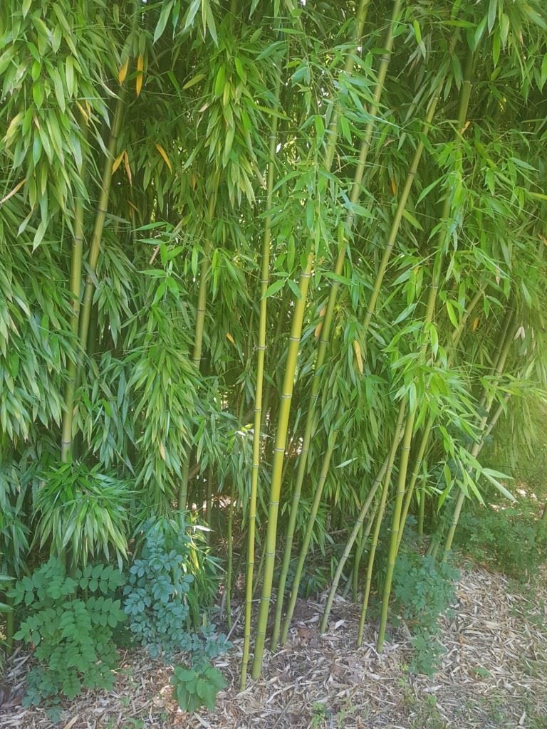 zen bambou zen bambou