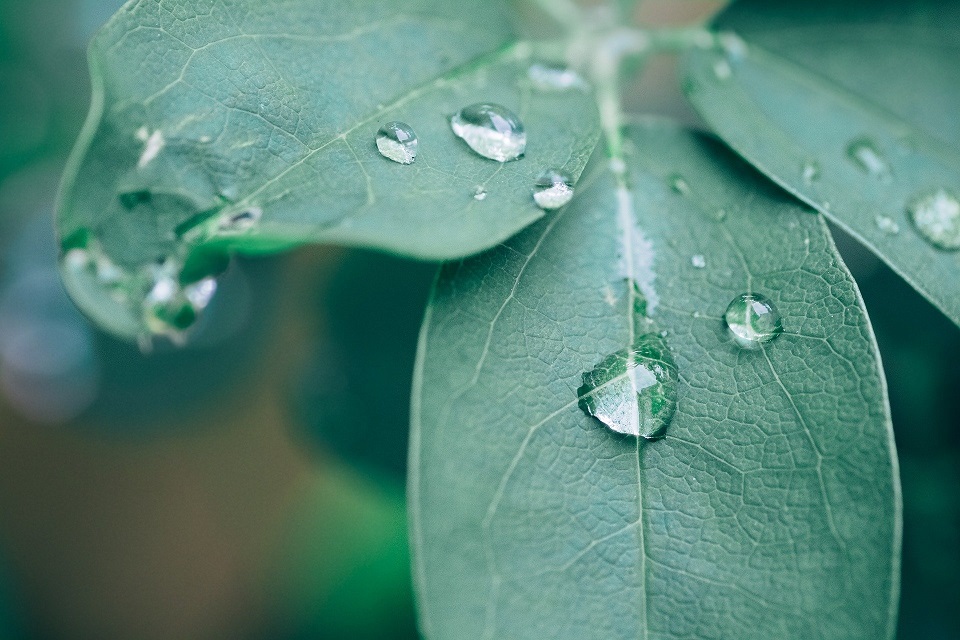 CHARLENE-DECEGLIE-PHOTO-PLANTE zen bambou